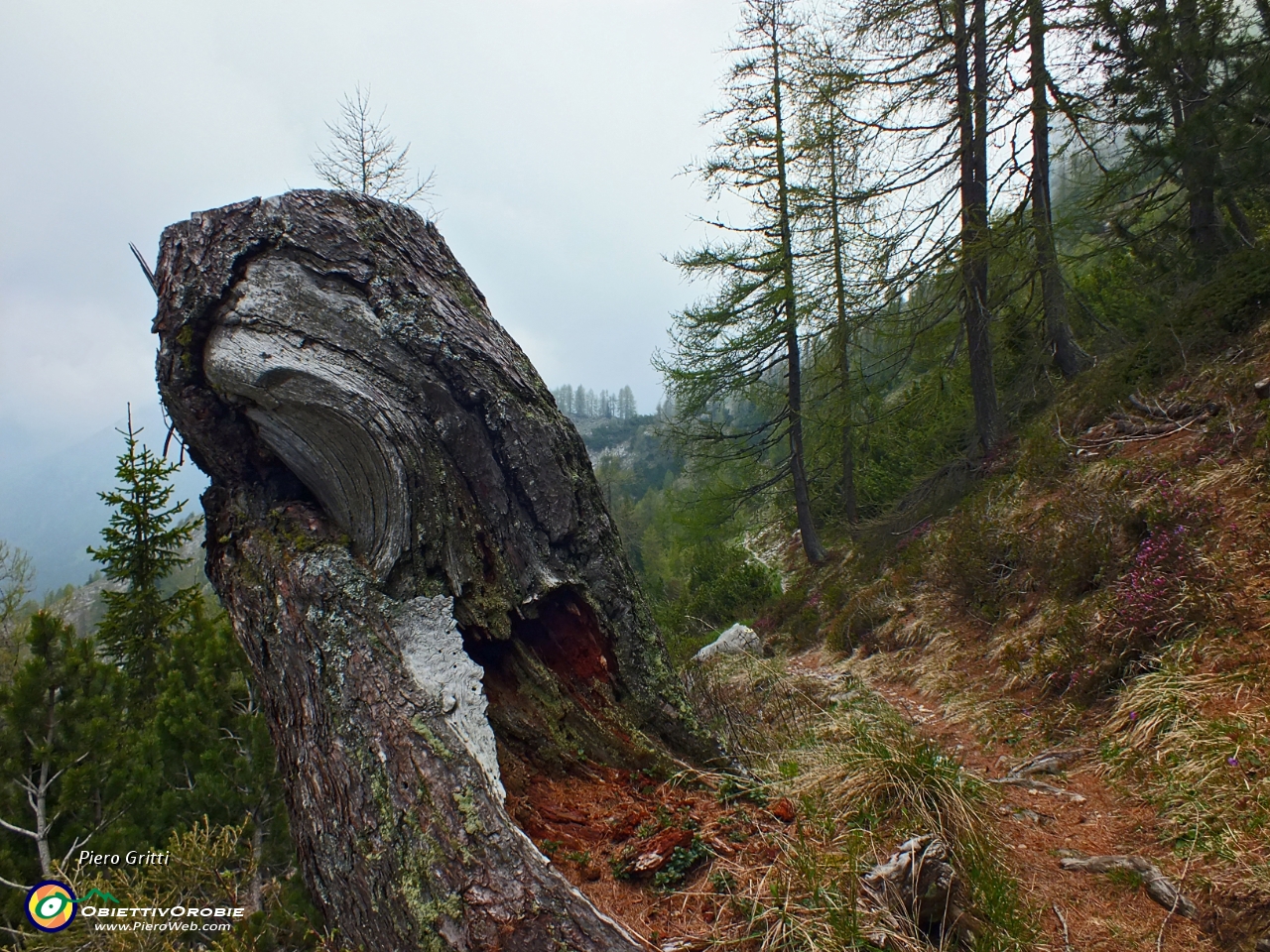 74 Sul sentiero dal Monte Brate al raccordo col 206... .JPG